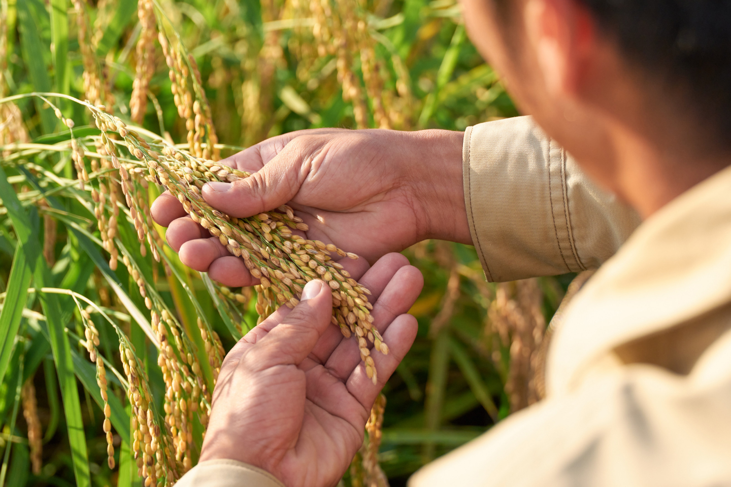 Rice farm on Japan’s Noto Peninsula